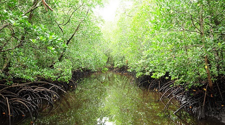 Forest and Environment