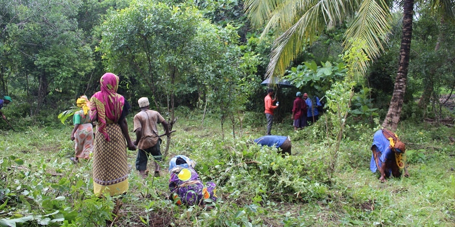 Planting activity